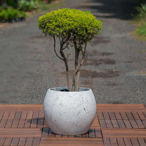 Concrete Entropy Planters l Concrete Marbre Planters Collection