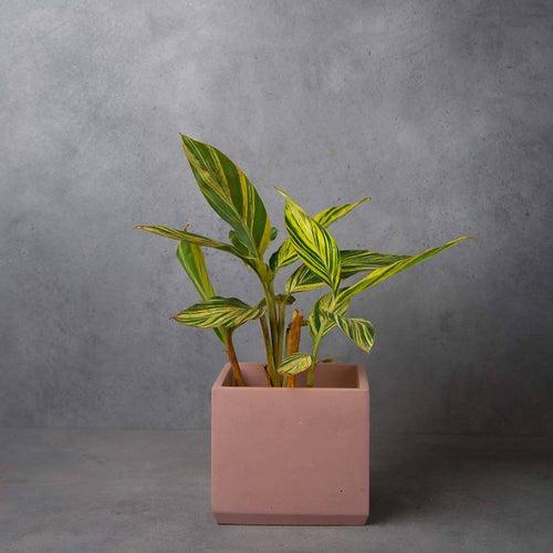 Concrete Cuboid Juno Planter-Rosegold