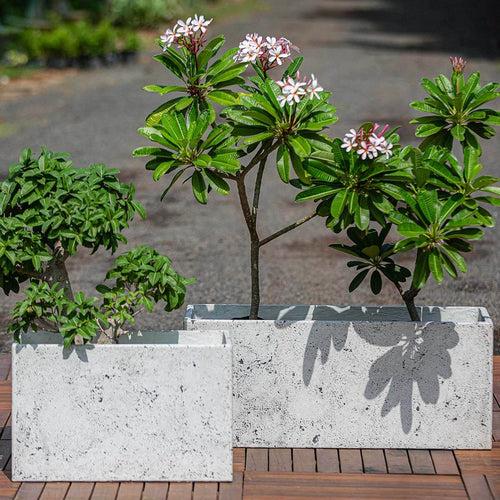 Concrete Mahjong Planters l Concrete Marbre Planters Collection l Set of Two Concrete Pots