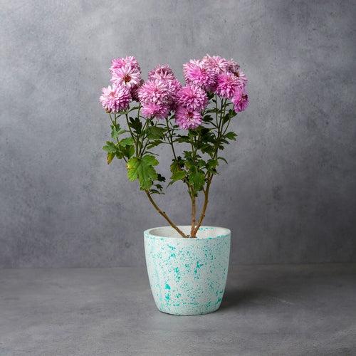 Concrete Monolith 5" Planter - Splash Collection