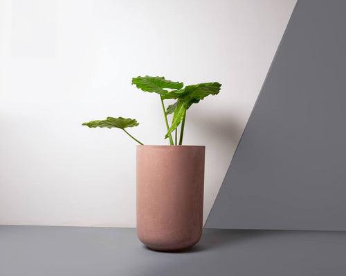 Concrete Tulip Planter - Rosegold