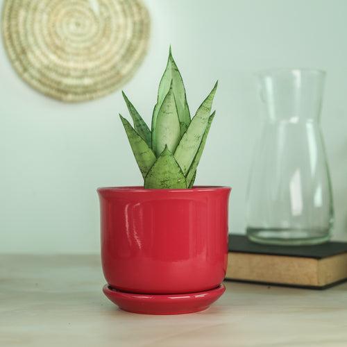 Hot Pink 5" Ceramic Pot