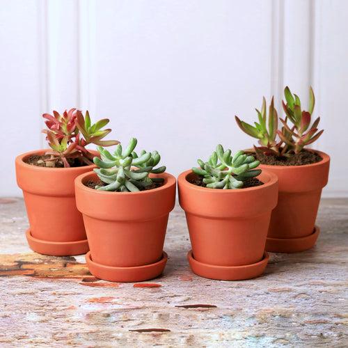 Traditional Terracotta Planters (Set of 4)