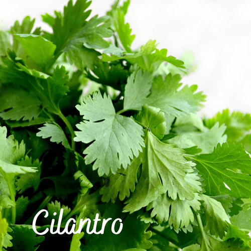 Cilantro Herb Seeds