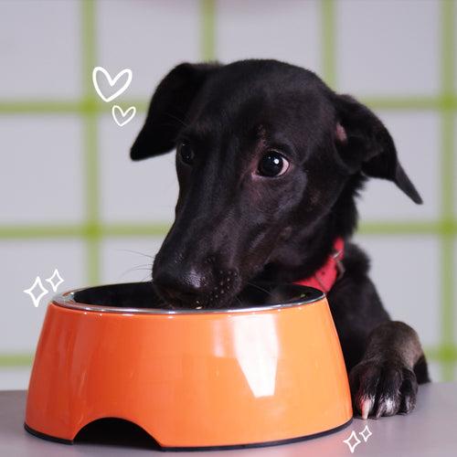 Accessories | Sploot Originals - Dog Bowls