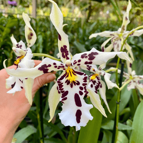 Aliceara Snowblind ‘Sweet Spots’ - Blooming Size