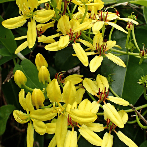 Australian Gold Vine / Maiden's Jealousy (Tristellateia australasiae) Flowering Live Plant