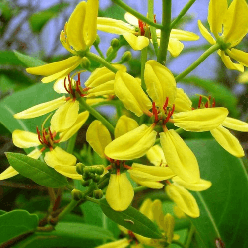 Australian Gold Vine / Maiden's Jealousy (Tristellateia australasiae) Flowering Live Plant