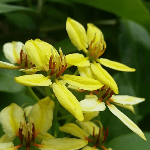 Australian Gold Vine / Maiden's Jealousy (Tristellateia australasiae) Flowering Live Plant