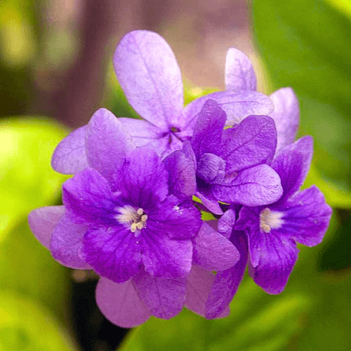 Bush Purple Wreath, Sandpaper Rare Flowering Live Plant