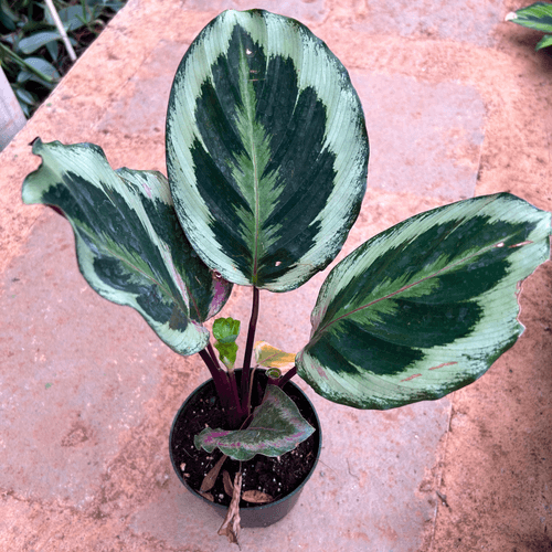 Calathea Medallion (Goeppertia veitchiana) Live Plant