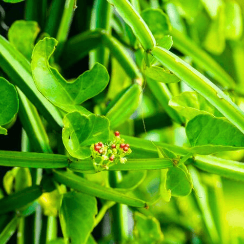 Changalamparanda / Adamant Creeper (Cissus quadrangularis) Medicinal Live Plant