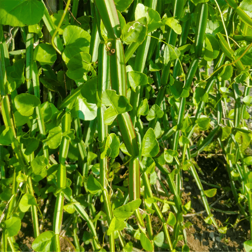 Changalamparanda / Adamant Creeper (Cissus quadrangularis) Medicinal Live Plant