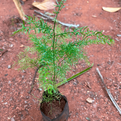 Shatavari (Asparagus racemosus) Medicinal Live Plant