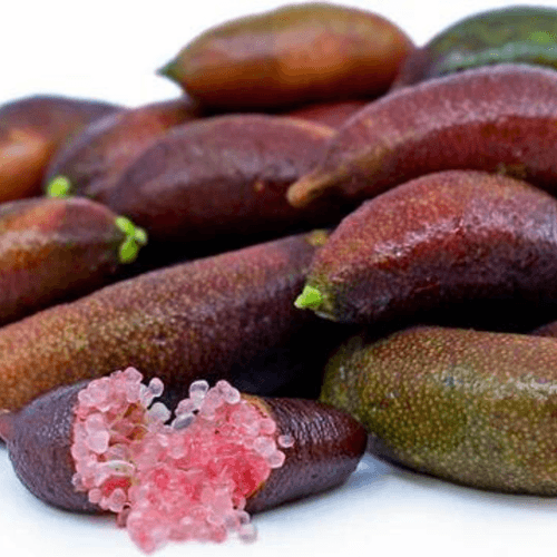 Finger Lime (Citrus australasica) Fruit Plant