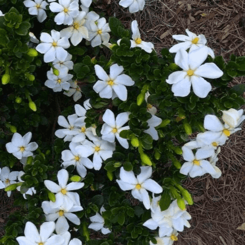 Gandhraj (Paarijatham) Single Petal Highly Fragrant Flowering Live Plant