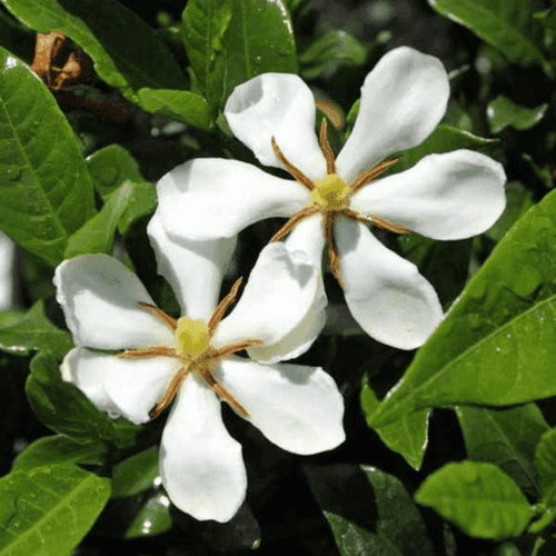 Gandhraj (Paarijatham) Single Petal Highly Fragrant Flowering Live Plant