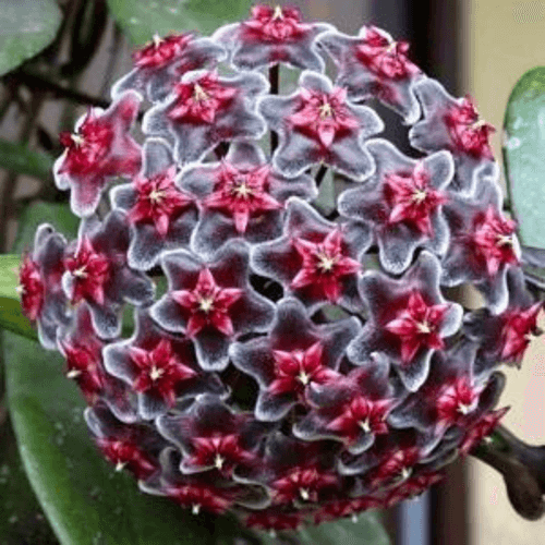 Hoya Pubicalyx Royal Hawaiian Purple