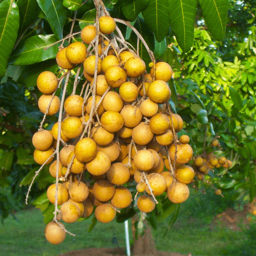 Longon 4 Season Fruit Live Plant