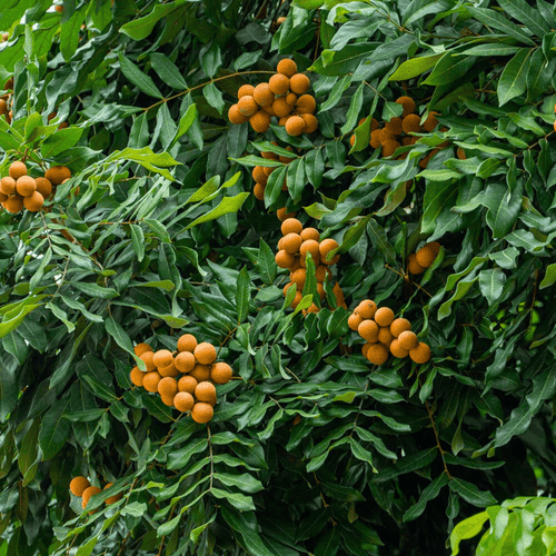 Longon 4 Season Fruit Live Plant