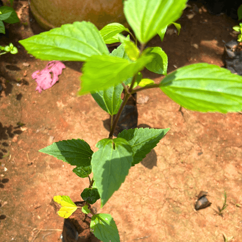 Manjal Tulsi Medicinal Live Plant