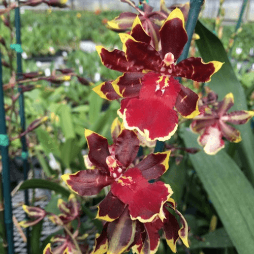 Oncostele Wildcat 'Golden Red Star’ - Blooming Size