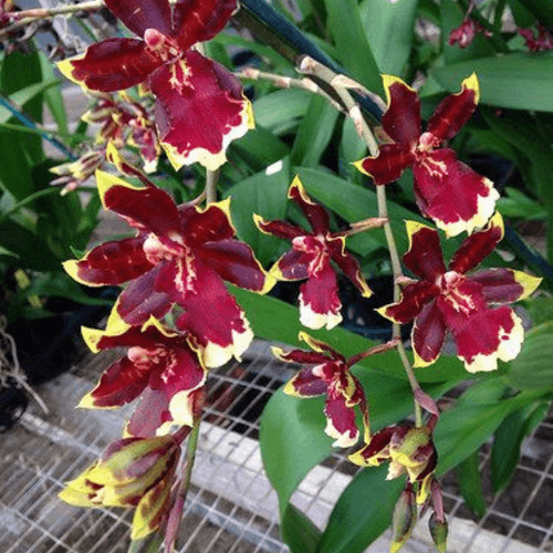 Oncostele Wildcat 'Golden Red Star’ - Blooming Size