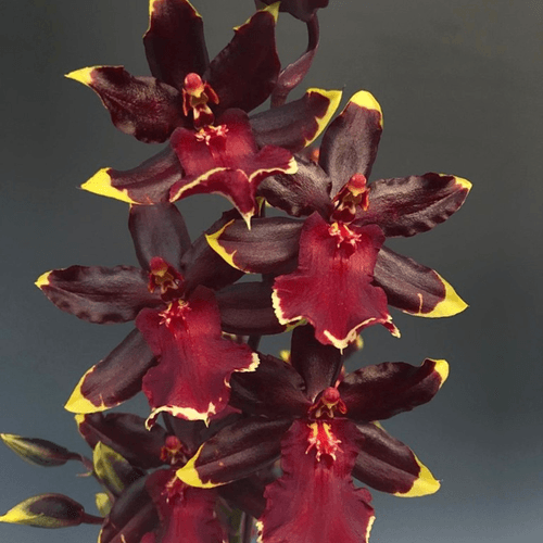 Oncostele Wildcat 'Golden Red Star’ - Blooming Size