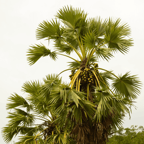 Palmyra Palm (Borassus flabellifer) Live Plant