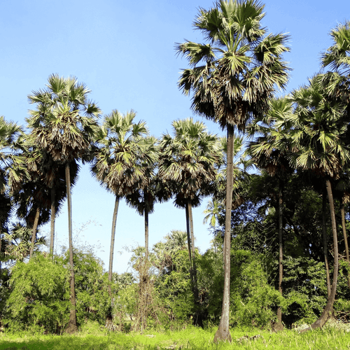 Palmyra Palm (Borassus flabellifer) Live Plant