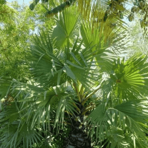 Palmyra Palm (Borassus flabellifer) Live Plant