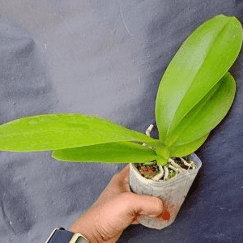 Phalaenopsis OX Sunshine Coast - Blooming Size