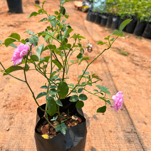 "Queen Elizabeth" Rose Rare Flowering Live Plant