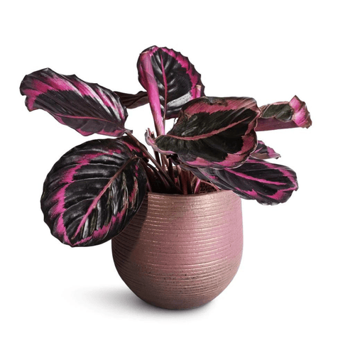 Rose Painted Calathea / Black Rose (Calathea roseopicta) Live Plant