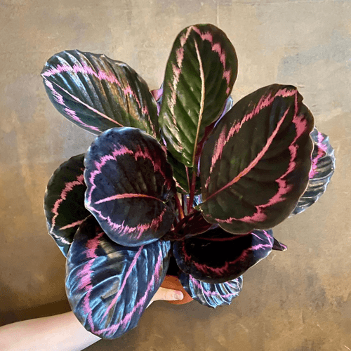 Rose Painted Calathea / Black Rose (Calathea roseopicta) Live Plant