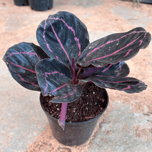 Rose Painted Calathea / Black Rose (Calathea roseopicta) Live Plant