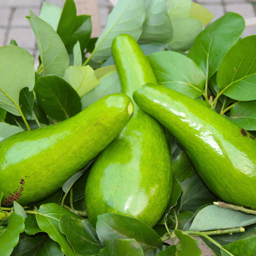 Russell Avocado (Persea americana) Grafted Live Plant