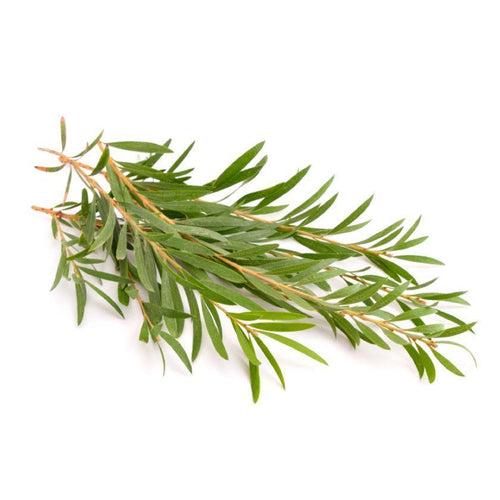 PURE TEA TREE ESSENTIAL OIL- FOR ACNE PRONE SKIN- CURES DANDRUFF- FOR AROMA THERAPY- DIFFUSER OIL