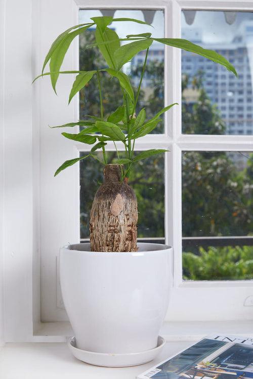 Glazed ceramic table top planter pot with saucer size 2