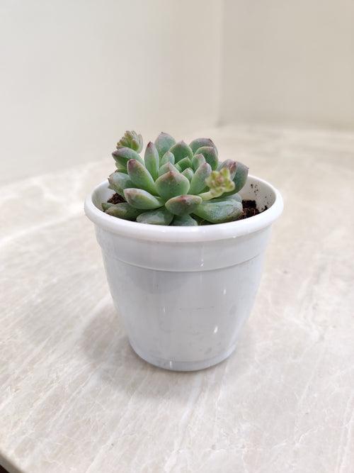 Echeveria Prolifica Succulent Plant