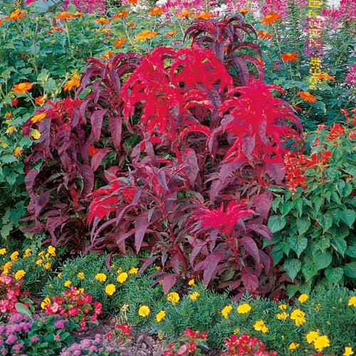 Amaranthus Early Splendor Seeds