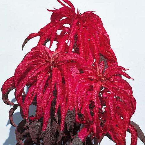 Amaranthus Early Splendor Seeds