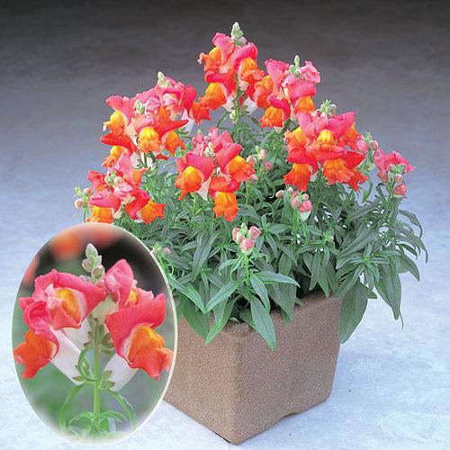 Antirrhinum Palette Orange & White Flower Seeds