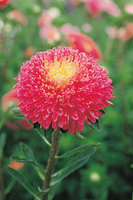 Aster Benary's Princess Bright Rose Flower Seeds