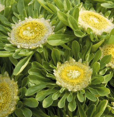 Aster Hulk Flower Seeds