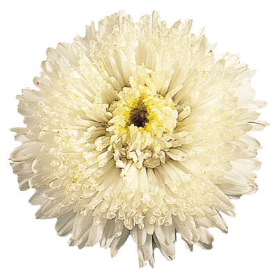 Aster Standy Creamy White Flower Seeds