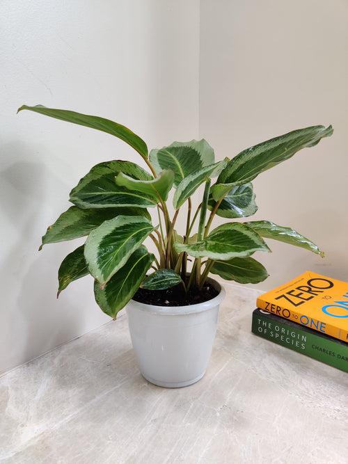 Calathea JF Macbr Plant