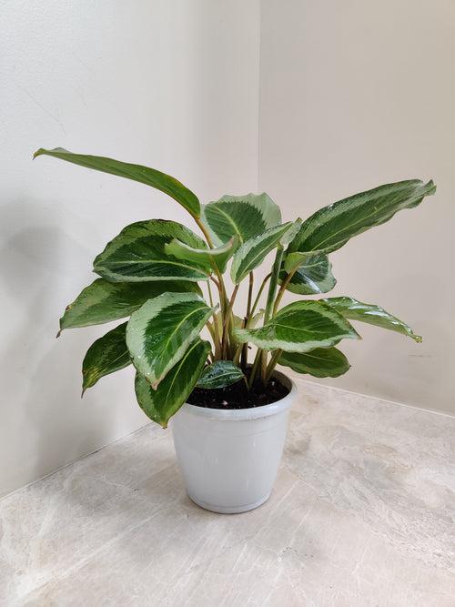 Calathea JF Macbr Plant