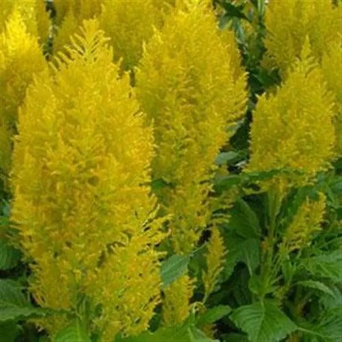 Celosia Plumosa Sunday Yellow Flower Seeds