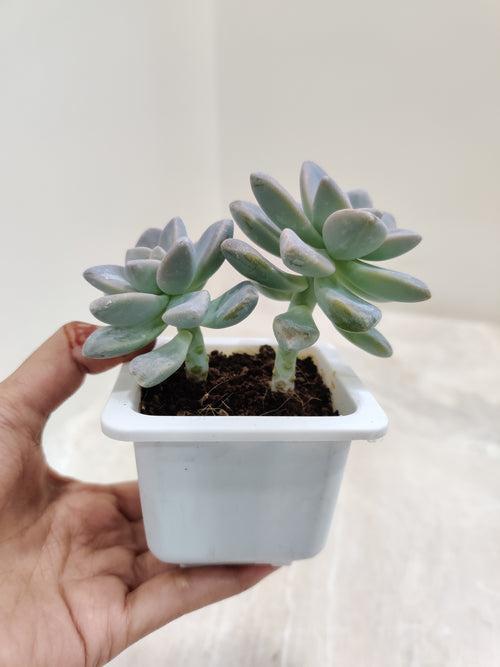 Pachyveria 'Opalina' Small Succulent Plant